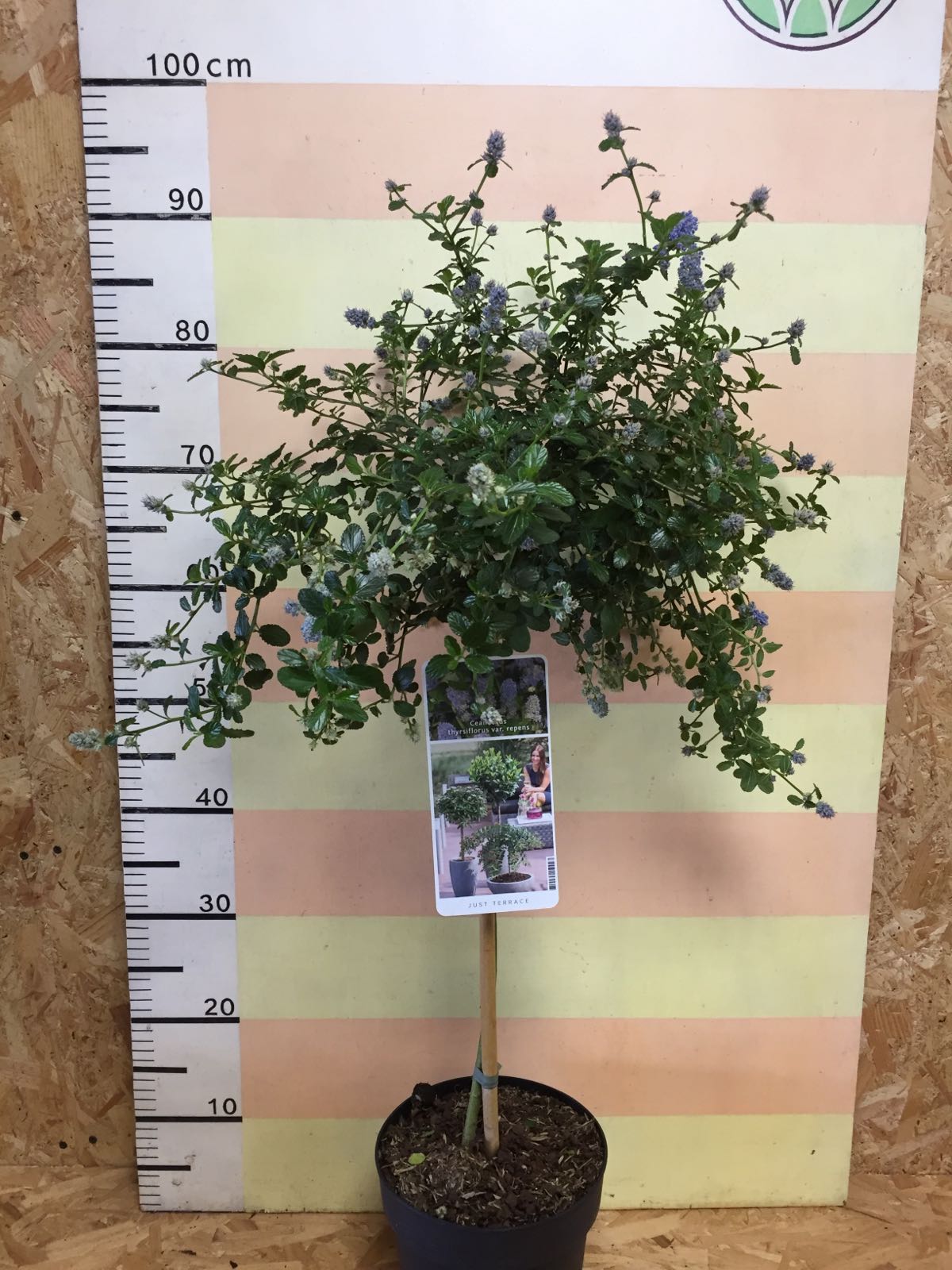 Ceanothus Mini Tree 5l