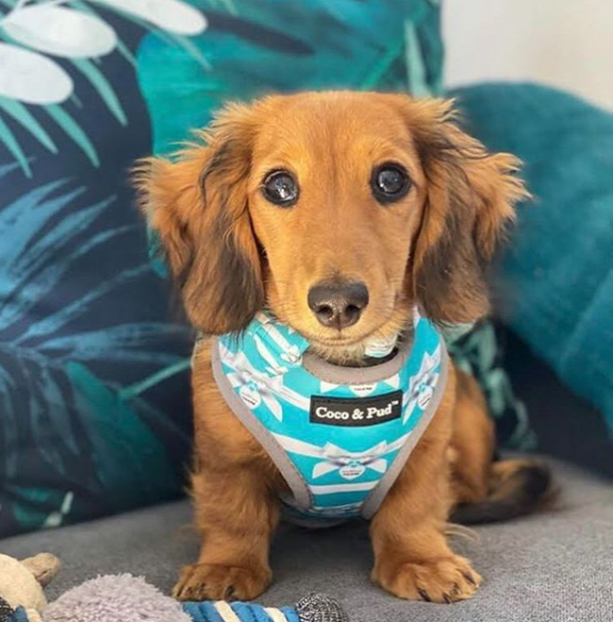 daisys dog empawrium