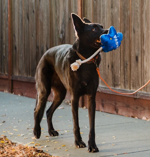 daisys dog empawrium