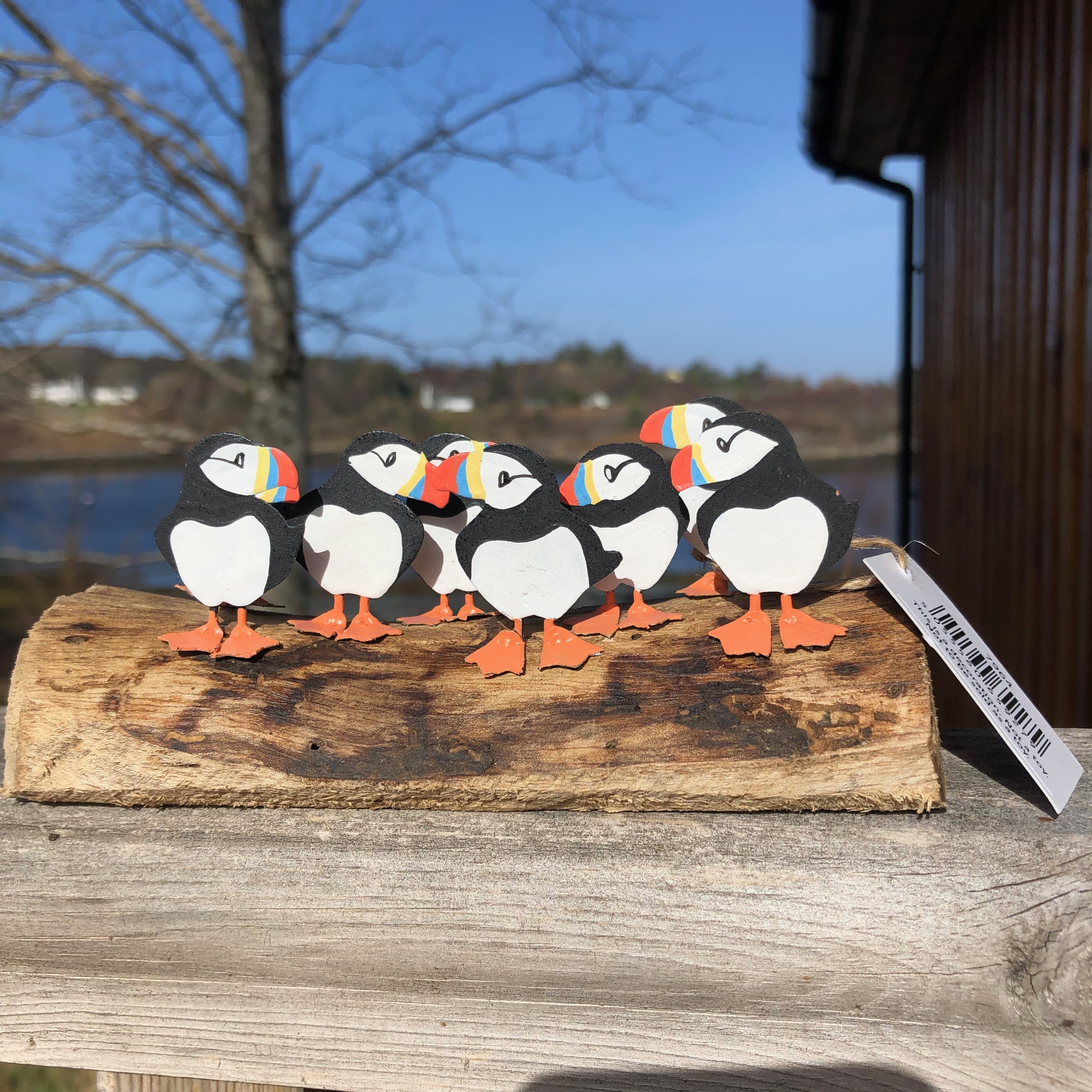 Circus of 8 Puffins on Driftwood