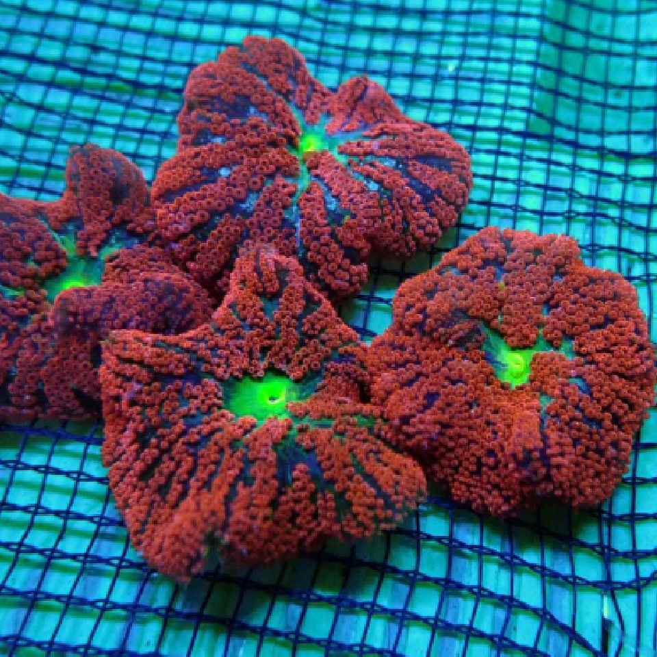 Red Mini Carpet Anemone