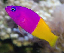 Pseudochromis Paccagnellae