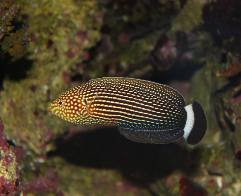 Anampses Lineatus