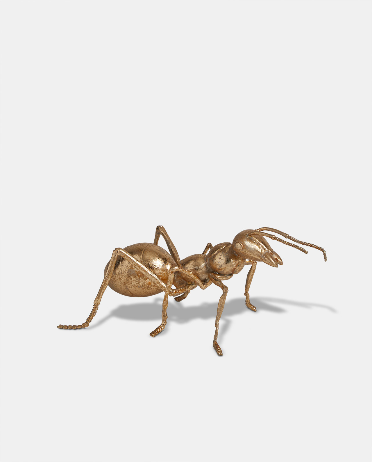 Gold Ant